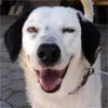 Cachorro ra a SRD idade 5 anos nome Nina