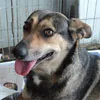 Cachorro ra a SRD idade 2 anos nome Risoleta