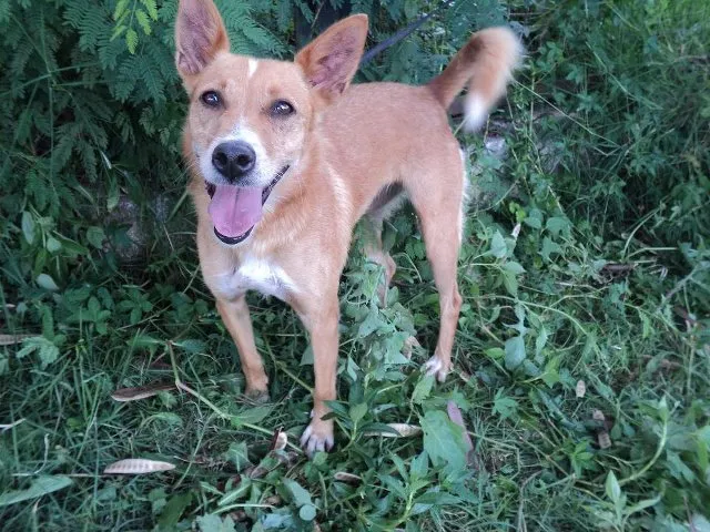 Cachorro ra a SRD idade 2 anos nome Yoki