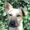 Cachorro ra a SRD idade 2 anos nome Bruce