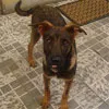 Cachorro raça SRD idade 6 ou mais anos nome Axel