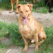 Cachorro ra a SRD idade 4 anos nome Brad Pitt