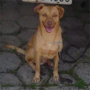 Cachorro ra a SRD idade 4 anos nome Brad Pitt