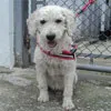 Cachorro ra a POODLE idade 6 ou mais anos nome Ryad