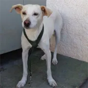 Cachorro raça SRD idade 1 ano nome Nira