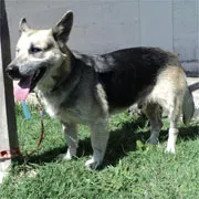 Cachorro raça SRD idade 6 ou mais anos nome Camões