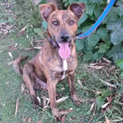 Cachorro raça SRD idade 2 anos nome Yena