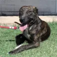 Lennox