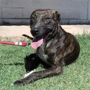 Cachorro ra a mix bull terrier idade 2 anos nome Lennox