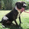 Cachorro ra a mix bull terrier idade 2 anos nome Lennox