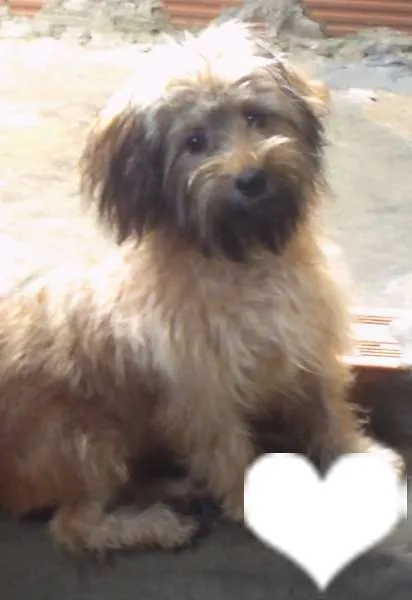 Cachorro raça Poodle idade 7 a 11 meses nome Charlote