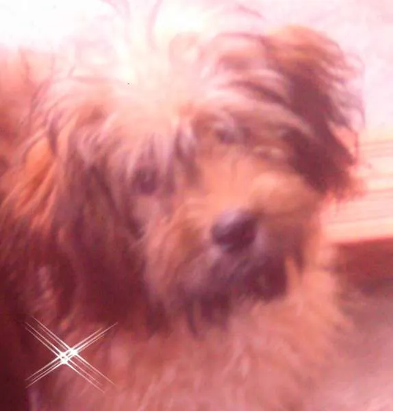 Cachorro raça Poodle idade 7 a 11 meses nome Charlote