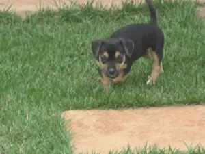 Cachorro raça SRD idade 2 a 6 meses nome Sarah