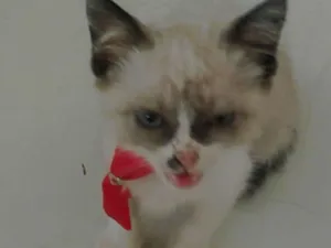Gato raça Srd idade 2 a 6 meses nome Aparecido