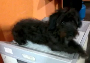 Cachorro raça Vira Lata idade 7 a 11 meses nome Nigga