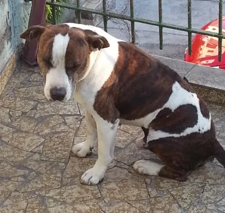 Cachorro raça Vira-lata  idade  nome Bob