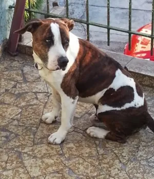 Cachorro raça Vira-lata  idade  nome Bob