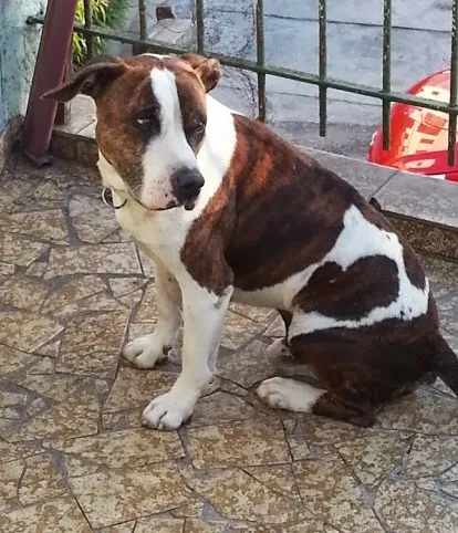 Cachorro raça Vira-lata  idade  nome Bob