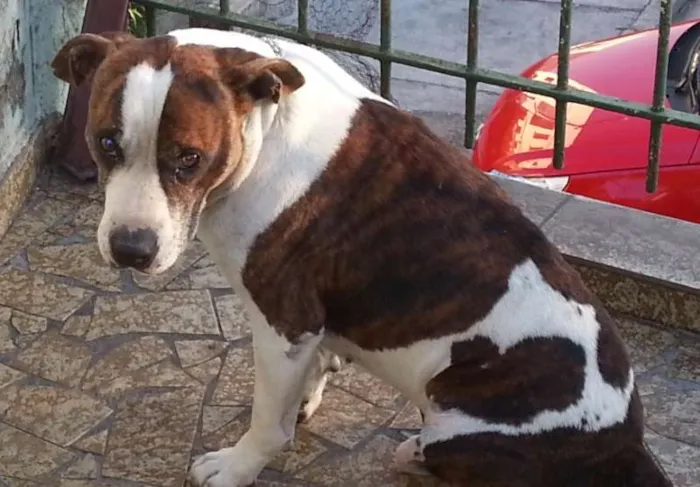 Cachorro raça Vira-lata  idade  nome Bob