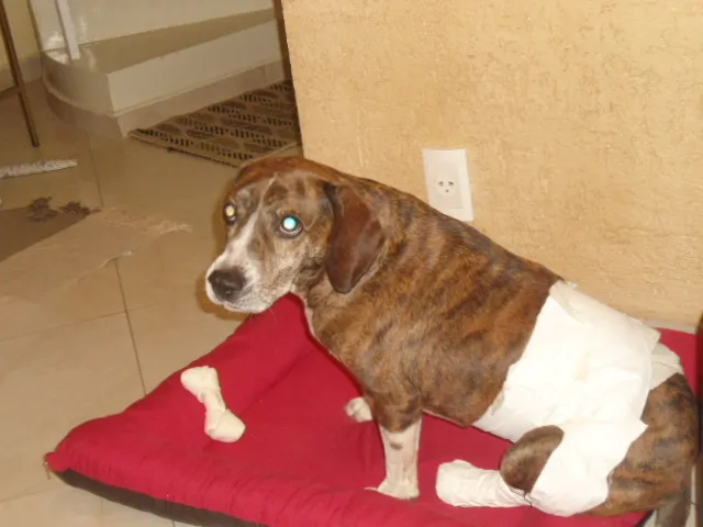 Cachorro ra a srd idade 4 anos nome vitório