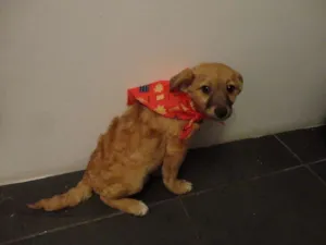 Cachorro raça SRD idade 2 a 6 meses nome LAILA