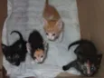 Pretinhas