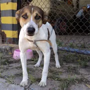 Cachorro ra a SRD idade 5 anos nome Banzé