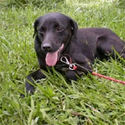 Cachorro ra a SRD idade 3 anos nome Pepito