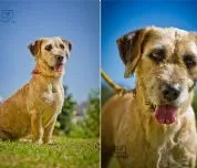 Cachorro raça SRD idade 3 anos nome Nadine