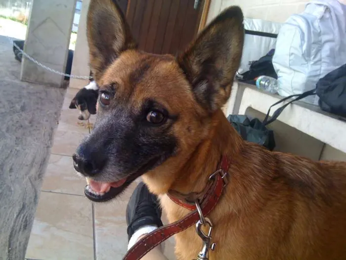 Cachorro ra a SRD idade 2 anos nome Cido