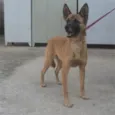 Cido
