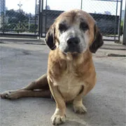 Cachorro raça SRD idade 6 ou mais anos nome Miró