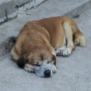 Cachorro raça SRD idade 6 ou mais anos nome Miró