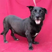 Cachorro raça SRD idade 6 ou mais anos nome Drogba