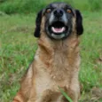 Leopoldo