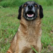 Cachorro ra a SRD idade 6 ou mais anos nome Leopoldo
