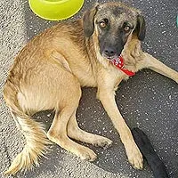 Cachorro raça SRD idade 6 ou mais anos nome Leopoldo