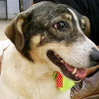 Cachorro ra a SRD idade 6 ou mais anos nome Tilly