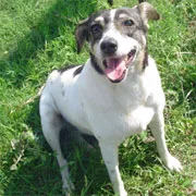 Cachorro raça SRD idade 6 ou mais anos nome Tilly