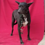 Cachorro ra a SRD idade 5 anos nome Bert