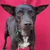 Cachorro ra a SRD idade 5 anos nome Bert