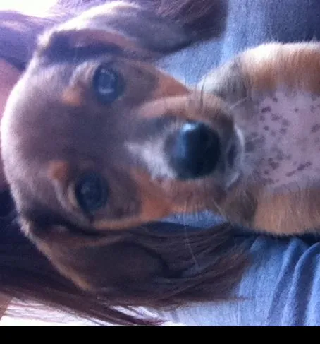 Cachorro ra a Biagle/vira lata idade 2 a 6 meses nome Mel