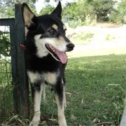 Cachorro ra a SRD idade 5 anos nome Marselle