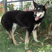 Cachorro ra a SRD idade 5 anos nome Marselle