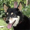 Cachorro ra a SRD idade 5 anos nome Marselle