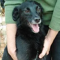 Cachorro ra a SRD idade 6 ou mais anos nome Guizzi