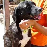 Cachorro ra a SRD idade 6 ou mais anos nome Docinho