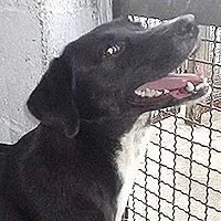 Cachorro ra a SRD idade 6 ou mais anos nome Docinho