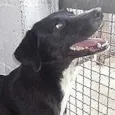 Docinho