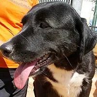 Cachorro ra a SRD idade 6 ou mais anos nome Docinho